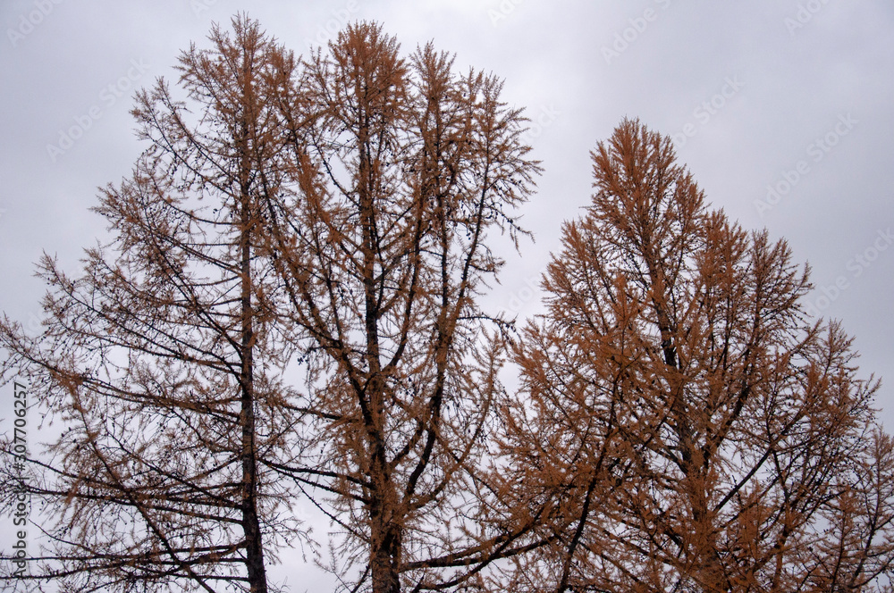 Larch tree with small brown leaves in the fall forest. Autumn background with dark sky. Nature landscape Larch tree with small brown leaves in the fall forest. Autumn background with dark sky. Nature landscape