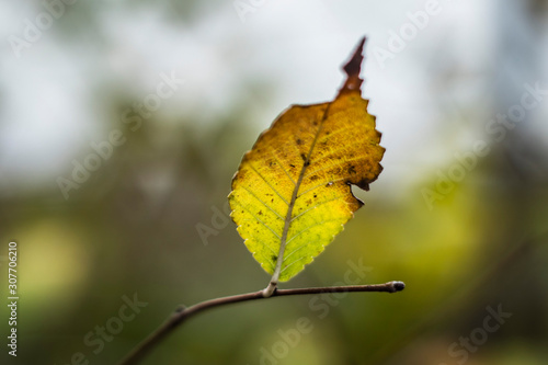 autumn leaf with blurry bokeh background
