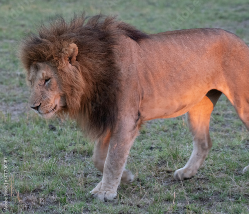 male lion