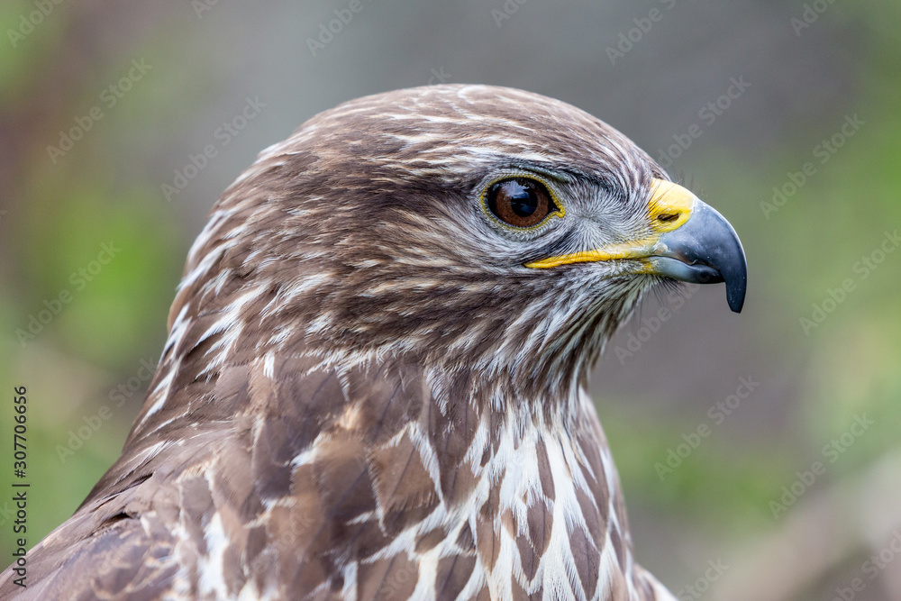 Headshot portrait of golden eagle bird of pray with blurred background. Selective focus Headshot portrait of golden eagle bird of pray with blurred background. Selective focus