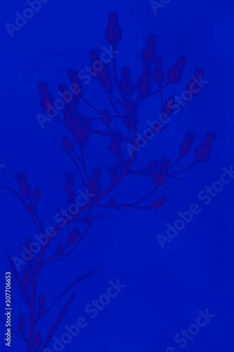 Plant background. Classic blue - trend color of 2020