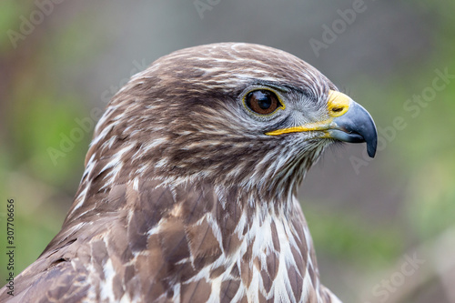 Headshot portrait of golden eagle bird of pray with blurred background. Selective focus