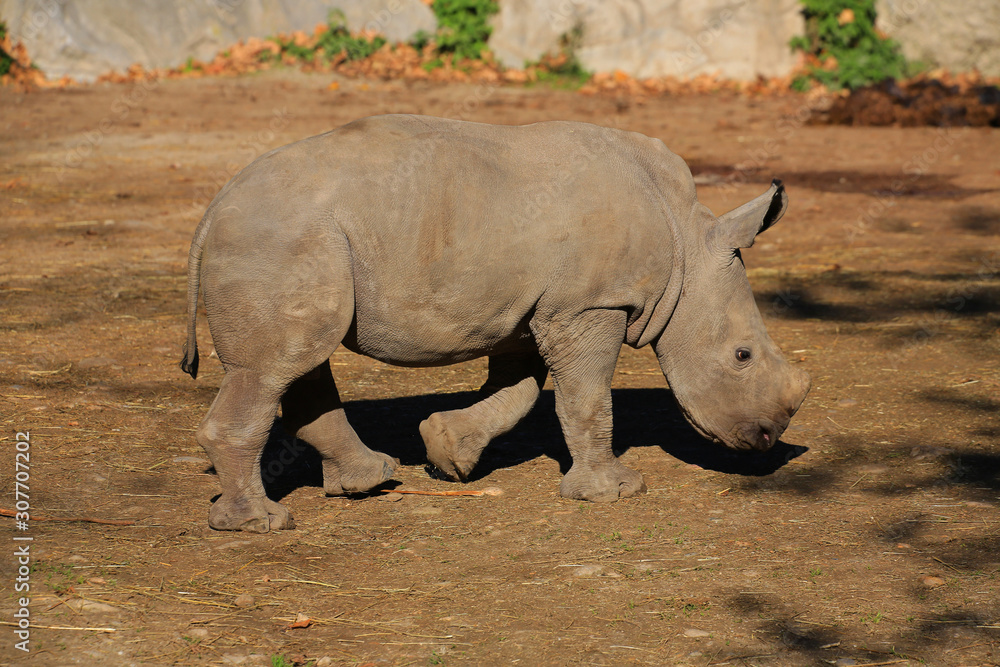 Breitmaulnashorn (Ceratotherium simum) Jungtier Breitmaulnashorn (Ceratotherium simum) Jungtier