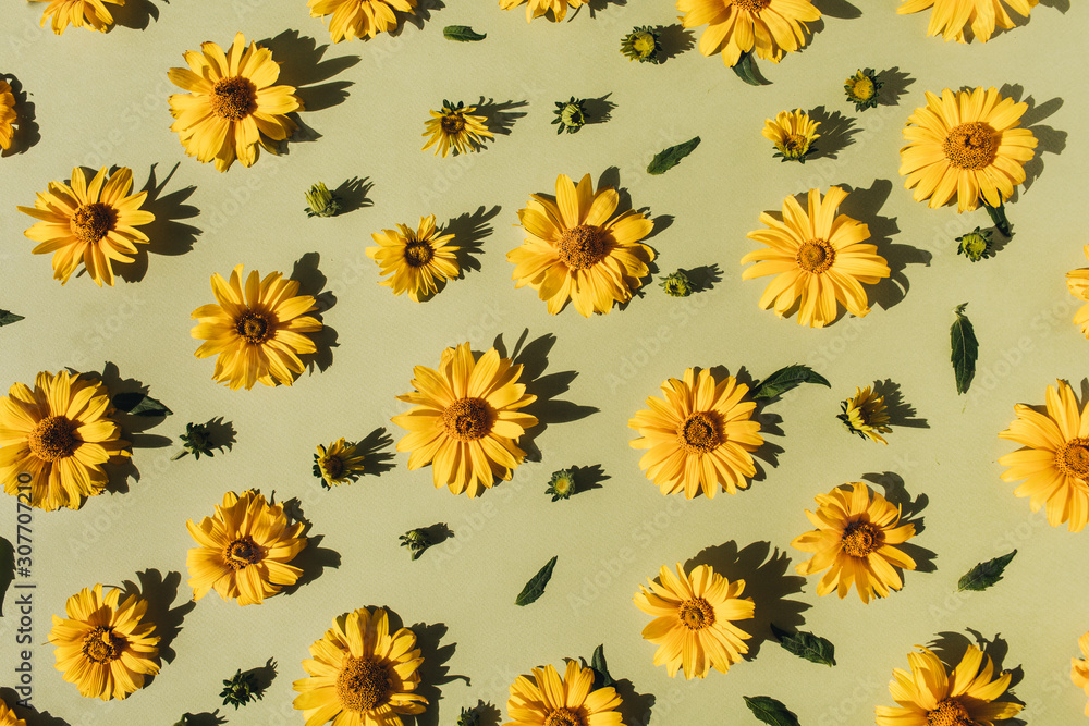 Flat lay yellow daisy flower buds pattern. Top view floral texture.