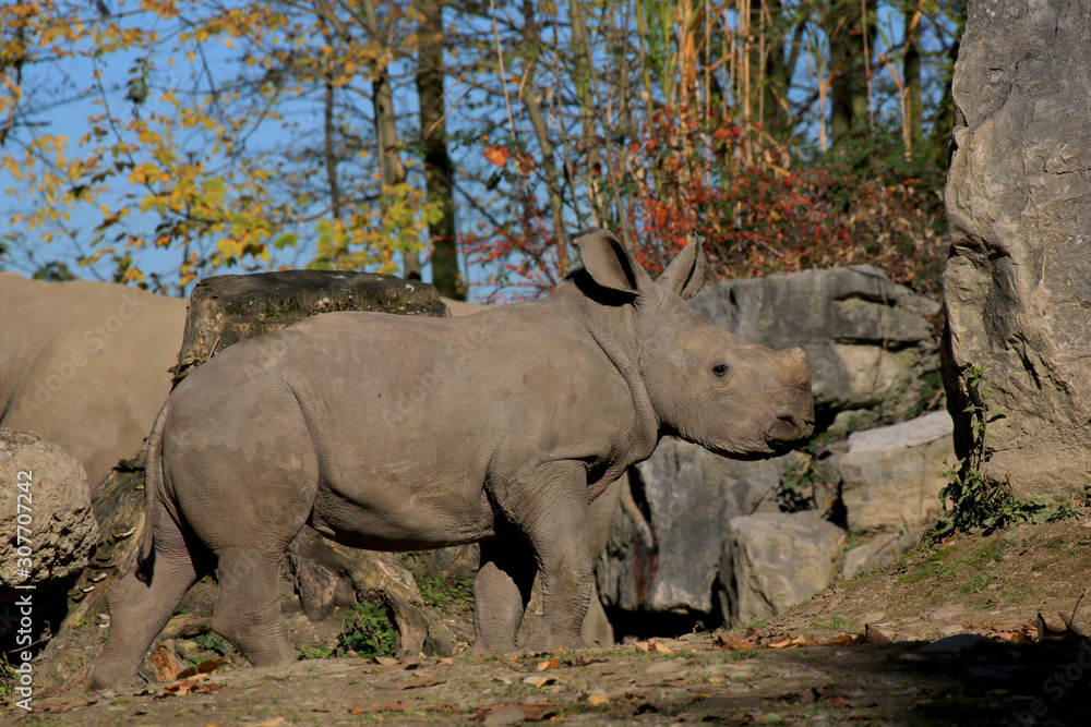 Fototapeta premium Breitmaulnashorn (Ceratotherium simum) Jungtier