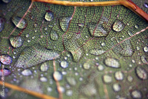 Photography close up of leaf, sweden, stockholm europe, nacka