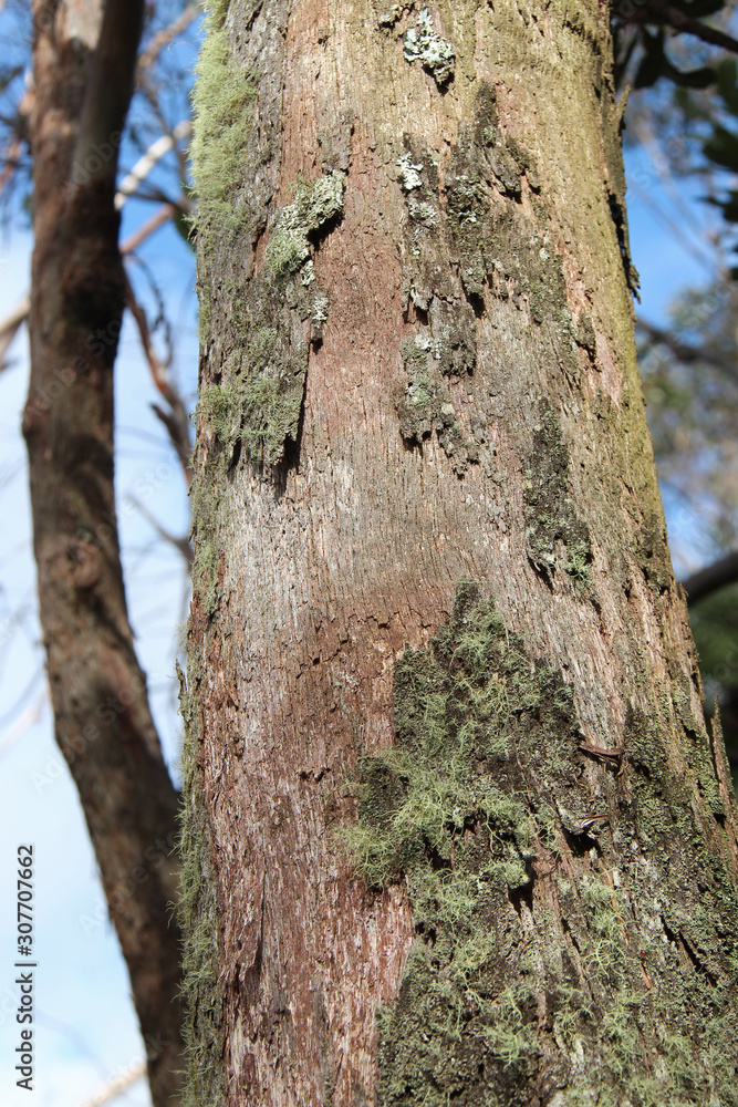 Obraz premium tree in the blue mountains (australia)