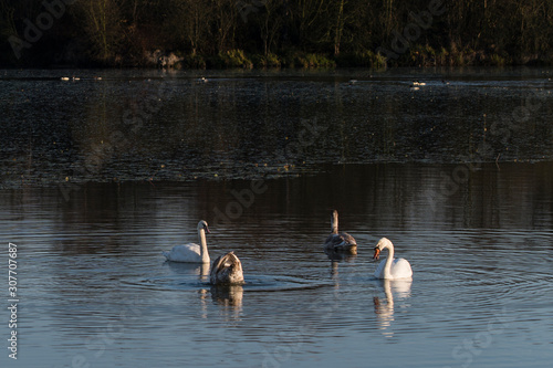 Adult swan and cub on the water surface of the lake.