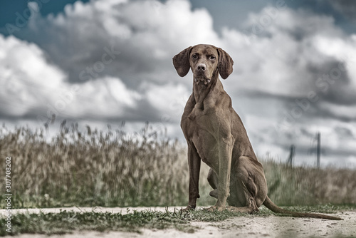 Portrait of a hunting gundog dog in the meadow. Processed in retro style.