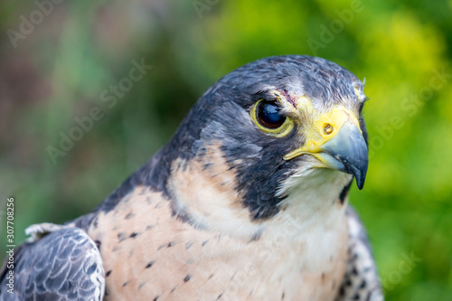 Close-up portrait of beautiful Common Kestrel  Latin Falco Tinnunculus  posing outside  blurred background in moody day. Small bird of Prey. Looking semi-sideways