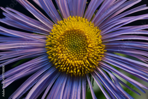 Photography closeup of a yellow flower, sweden, stockholm europe, nacka