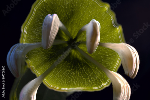 Canvas Print closeup of flower, sweden, stockholm europe, nacka