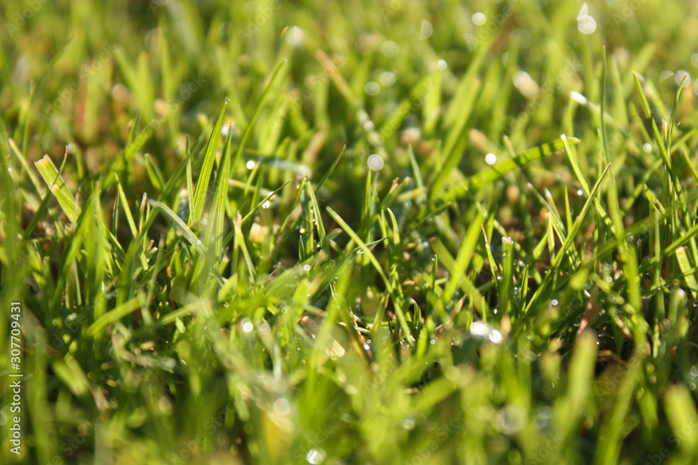 Background of a green grass. Green grass texture Background of a green grass. Green grass texture