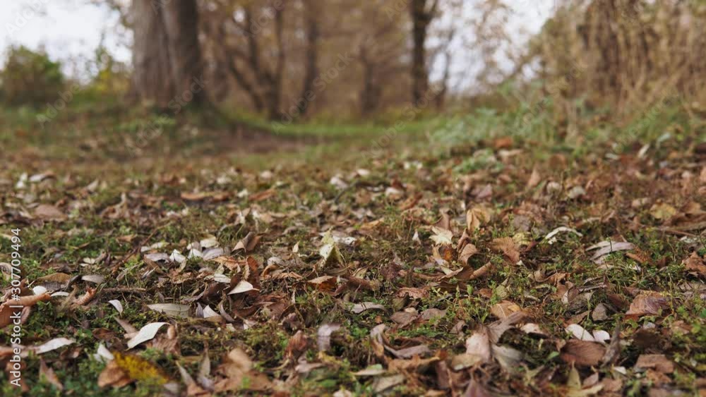 Close-up of fallen leaves swaying in the wind. Beautiful view of the autumn meadow in the forest. Close-up of fallen leaves swaying in the wind. Beautiful view of the autumn meadow in the forest.