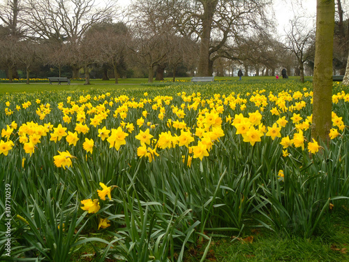 Fototapeta Naklejka Na Ścianę i Meble -  yellow flower field of daffodils
