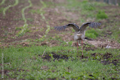 Stork walks through processed field looking for food. Back view, selective focus with blurred background, wings stretched © lightcaptured