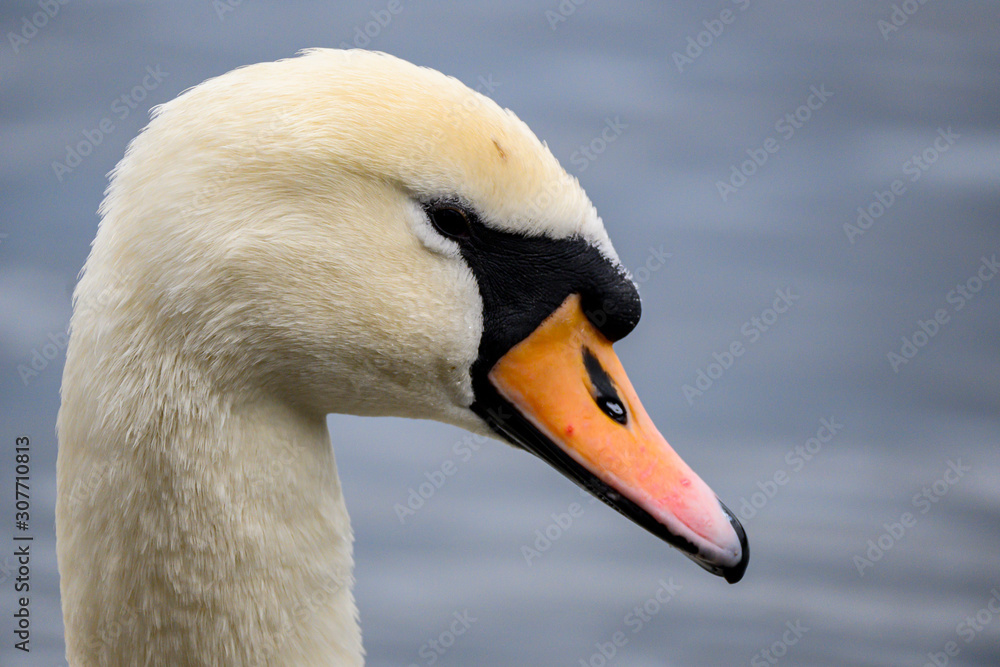 portrait of a swan portrait of a swan
