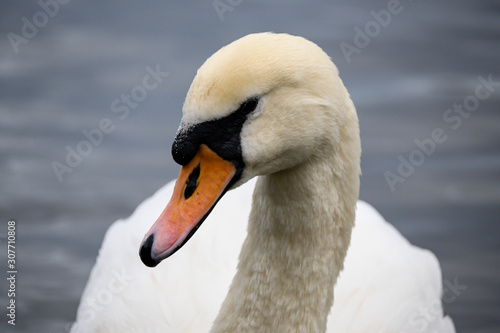 portrait of a swan