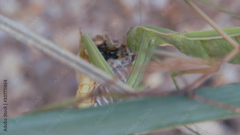 Insects in their natural habitat. Mantis eats the locust. Mantis religiosa, mantis eats the locust. Large predatory insect that has adapted for grasping food with its front limbs. Insects in their natural habitat. Mantis eats the locust. Mantis religiosa, mantis eats the locust. Large predatory insect that has adapted for grasping food with its front limbs.