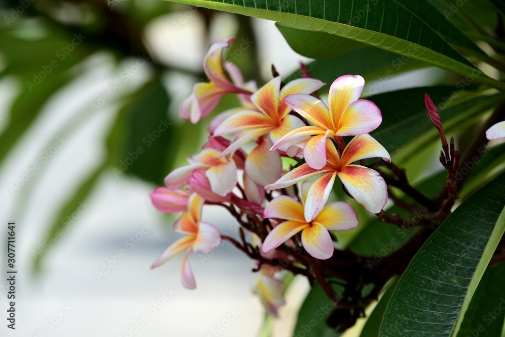 Flowers are blooming In the breeding season Has a green foliage background.white and yellow Plumeria