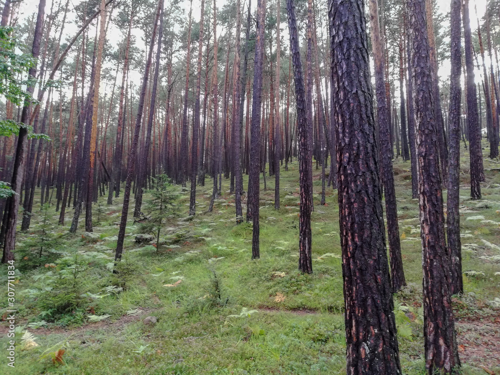 Naklejka premium Wald am Schlern