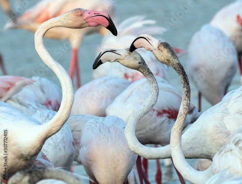 Caribbean pink flamingo at Ras al Khor Wildlife Sanctuary, a wetland reserve in Dubai, United Arab Emirates
