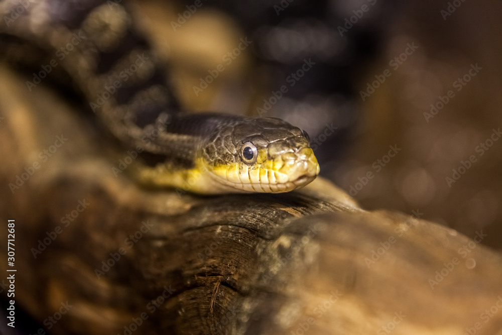 Beautiful snake resting in its habitat. Beautiful snake resting in its habitat.