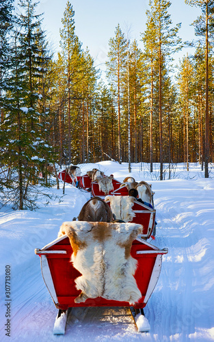 People on Reindeer sleigh in Finland in Rovaniemi at Lapland farm. Family on Christmas sledge at winter sled ride safari with snow Finnish Arctic north pole. Fun with Norway Saami animals. © Roman Babakin