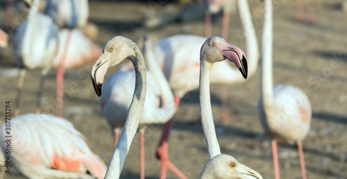 Caribbean pink flamingo at Ras al Khor Wildlife Sanctuary, a wetland reserve in Dubai, United Arab Emirates