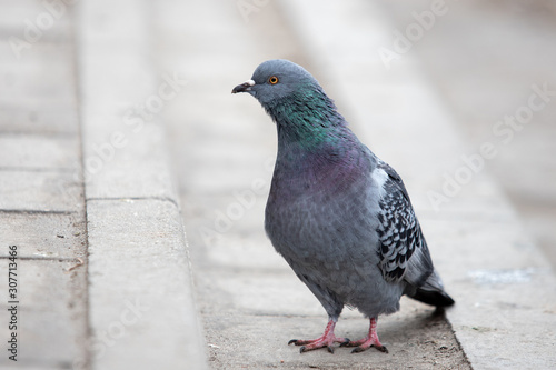 curious gray dove sits on the pavement and looks at the camera © Евгений Вдовин