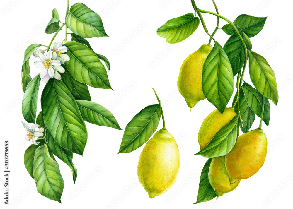 set of branches with yellow lemons and green leaves, flowers on an isolated white background, watercolor illustration, botanical painting