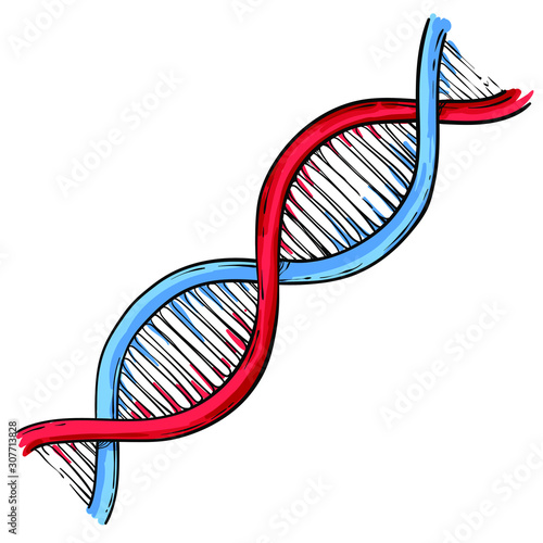 Line art of DNA, vector sketch hand drawn illustration