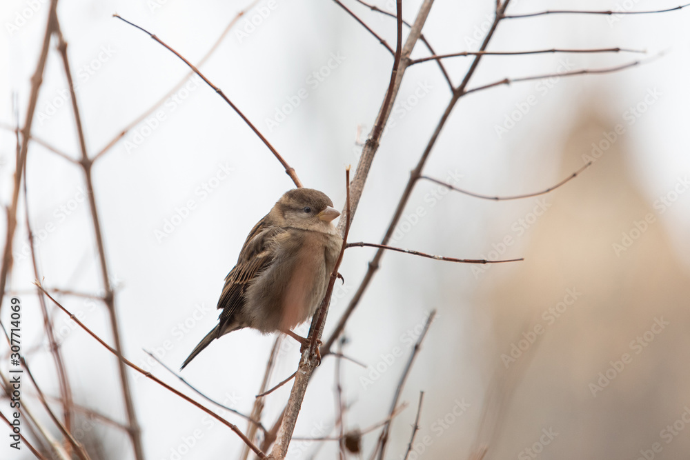 sparrow sits on a branch in the bushes in autumn sparrow sits on a branch in the bushes in autumn