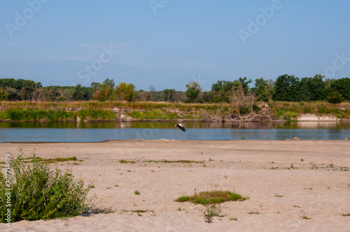 Wide blue river is slow flowing. Summer. Sunny weather and white sand. green trees far away. There is big bird stork 