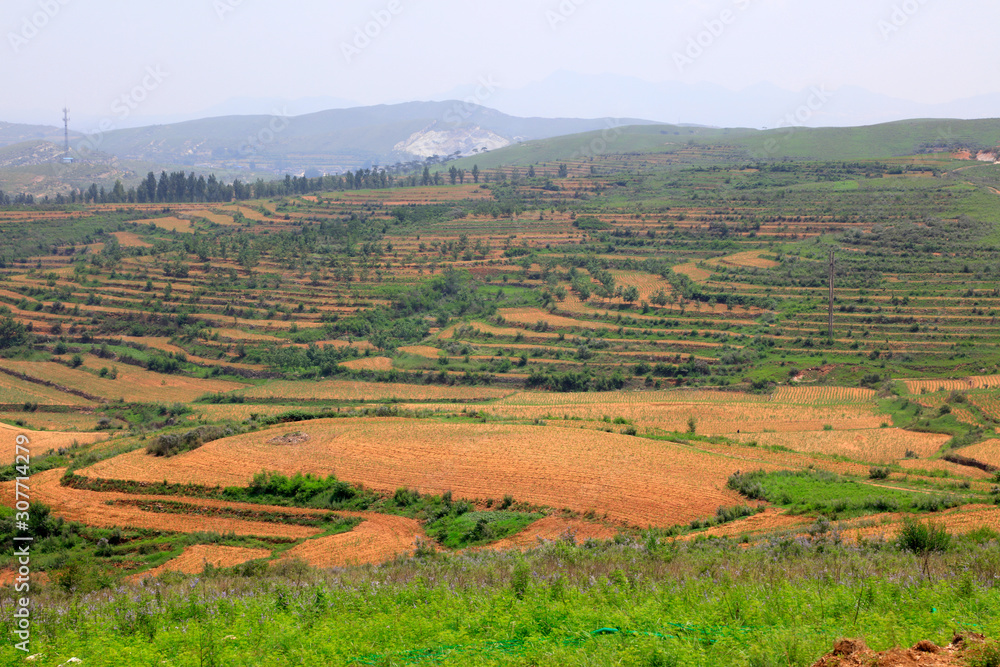 Obraz premium terraces on hillside