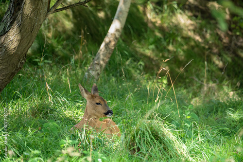 European Roe Deer (Capreolus capreolus) Sitting in the Shade © philipbird123