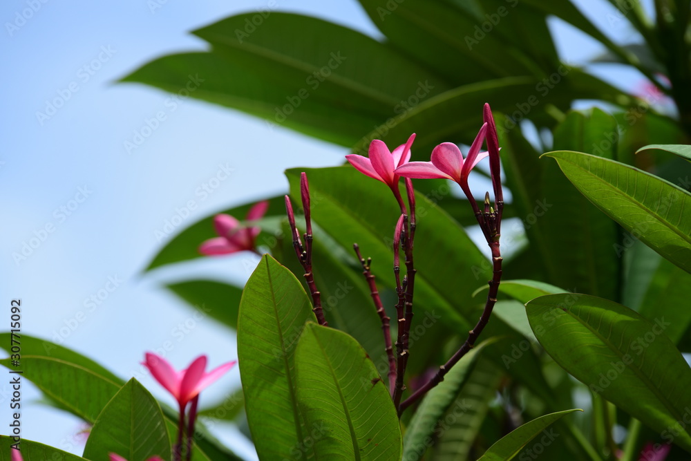 Obraz premium Flowers are blooming In the breeding season Has a green foliage background.white and yellow Plumeria