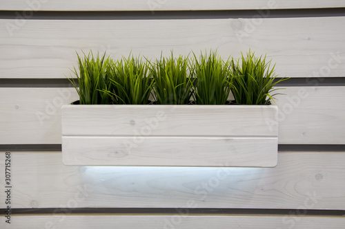 Green decorative grass grows in a white wooden flowerpot, a box for plants. Decor and decoration of the wall of the premises, modern style and design.