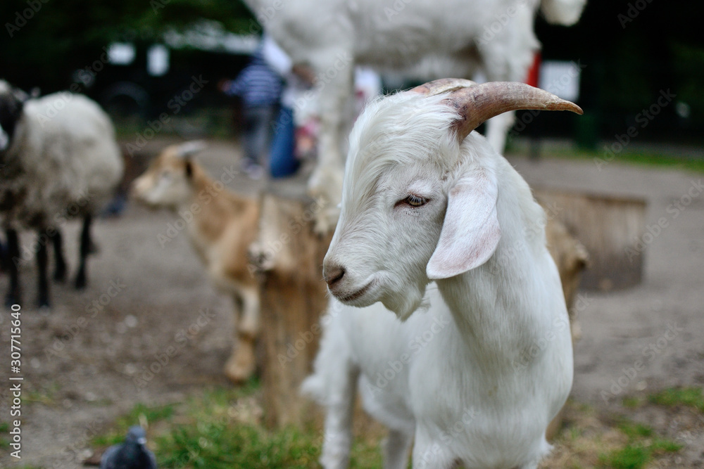 goats and sheeps in contact zoo animal portrait goats and sheeps in contact zoo animal portrait