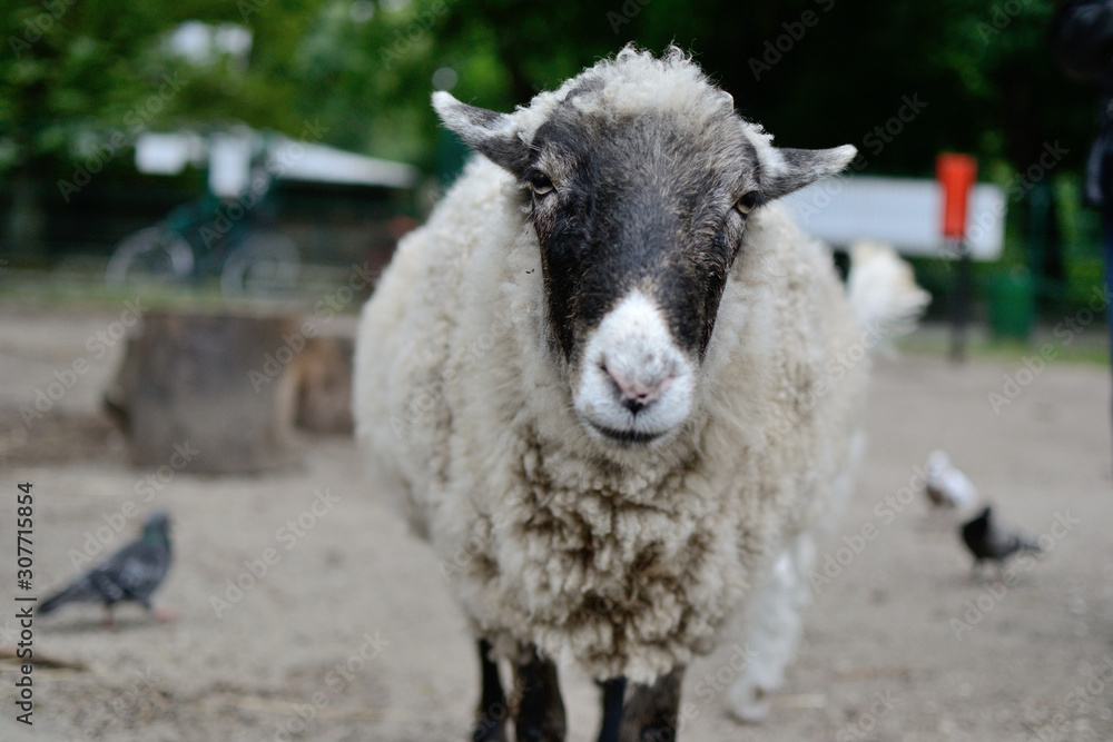 Sheep portrait black head white nose closup Sheep portrait black head white nose closup