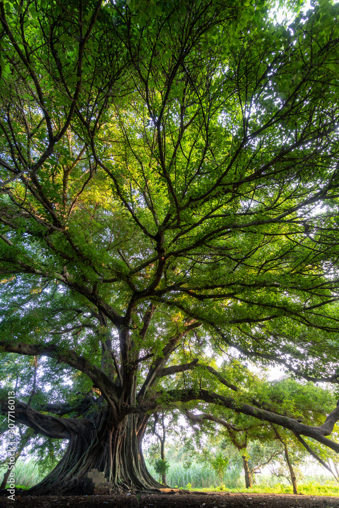 tree in the forest tree in the forest