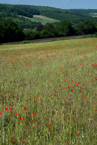 A Field of Poppies in Kent