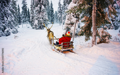 Fototapeta Woman on Reindeer sleigh in Finland in Rovaniemi at Lapland farm