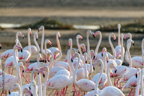 Caribbean pink flamingo at Ras al Khor Wildlife Sanctuary, a wetland reserve in Dubai, United Arab Emirates