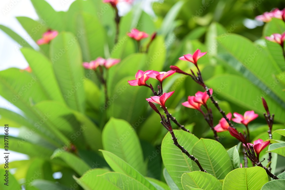 Obraz premium Beautiful spring flowers in the garden 