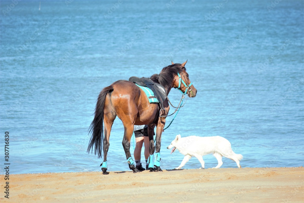 horse on the beach horse on the beach