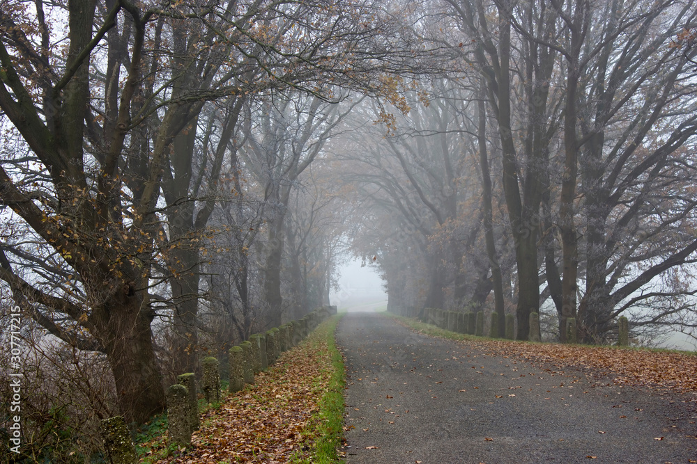 Foggy road and trees. Early morning landscape, Germany