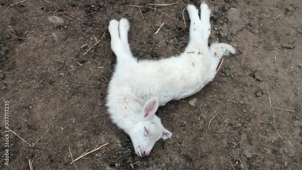 close-up little lamb dead on a dirt road with the hands of the vet touching it close-up little lamb dead on a dirt road with the hands of the vet touching it