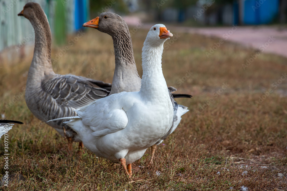 geese family geese family