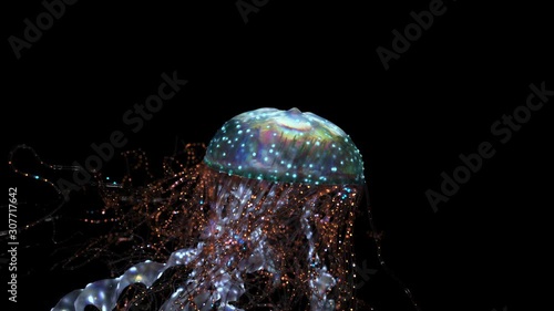 Beautiful jellyfish floats through the sea depths.